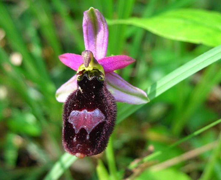 Ophrys bertolonii subsp.benacensis